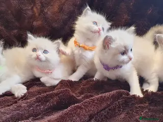 Ragdoll cats EXTENSIVELY HEALTH TESTED GCCF RAGDOLL KITTENS - Advert 1