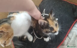 Mixed Breed cats for sale: Kitten - Image 4
