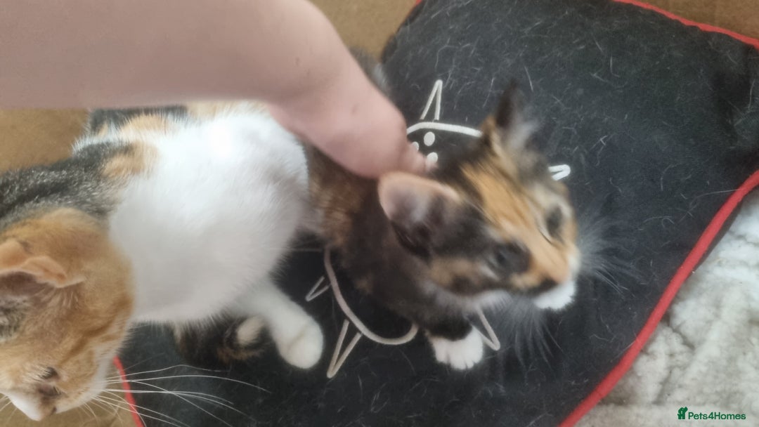 Mixed Breed cats for sale: Kitten - Image 4