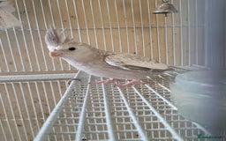 Cockatiels birds for sale: Pair of Cockatiels  - Advert 6