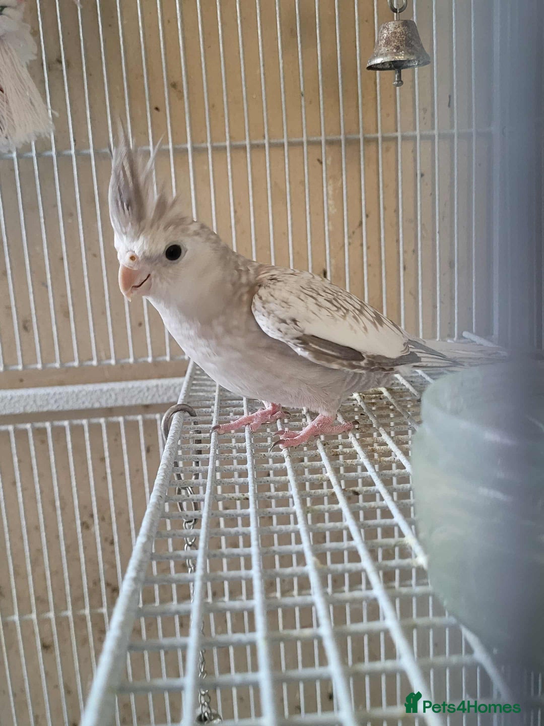 Cockatiels birds for sale: Pair of Cockatiels  - Advert 6