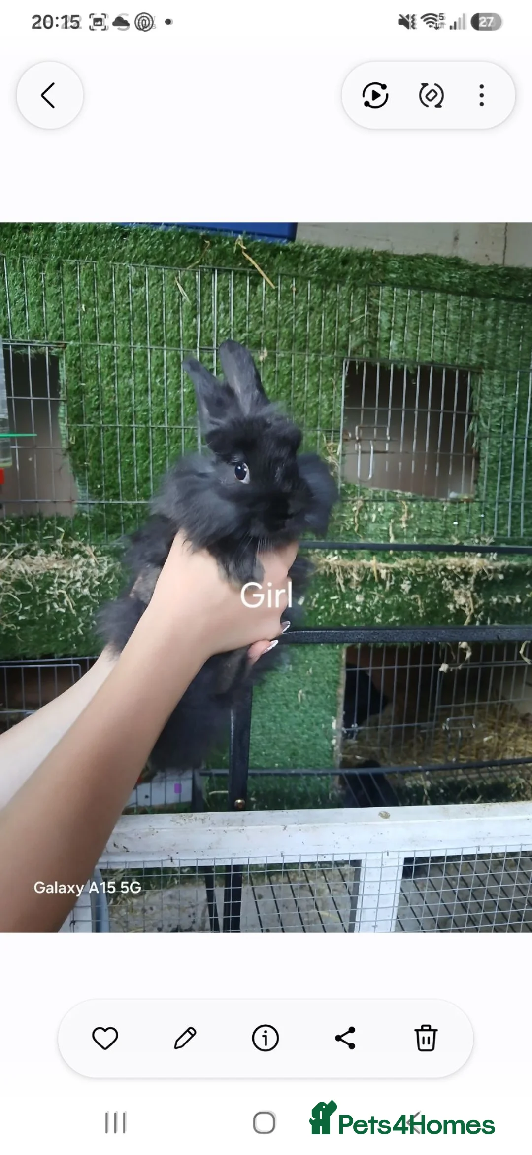 Mixed Breed rabbits for sale: Baby rabbits for sale - Advert 7