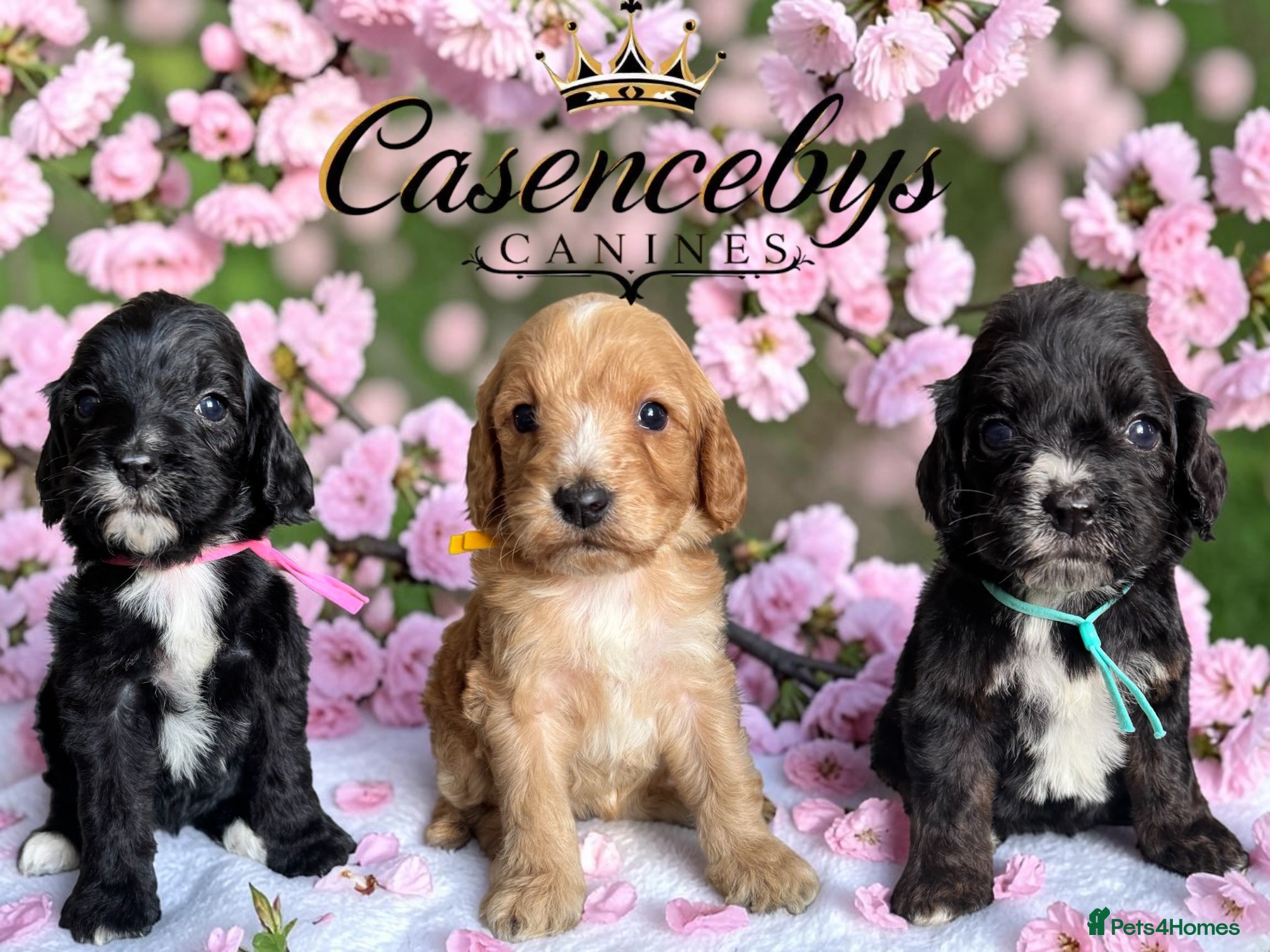 Cockapoo dogs Beautiful DNA clear F1 cockapoos pups - Advert 1