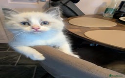 Ragdoll cats for sale: Surprisingly cute,smart Ragdoll. - Image 6