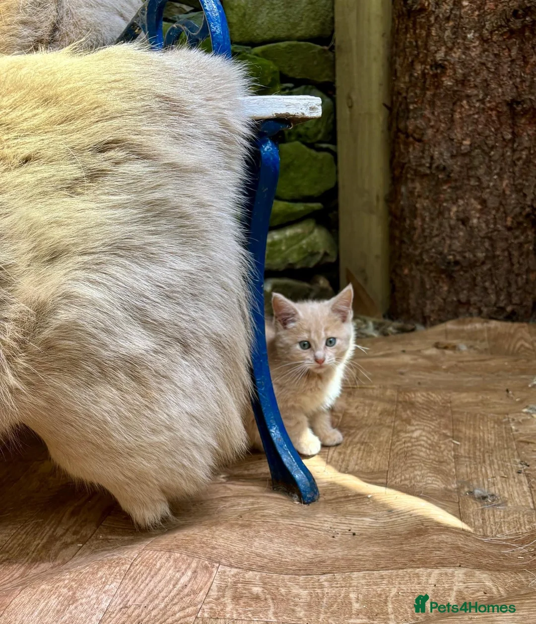 Maine Coon cats for sale: Stunning mainecoon cross kittens  in Castle Douglas - Advert 2