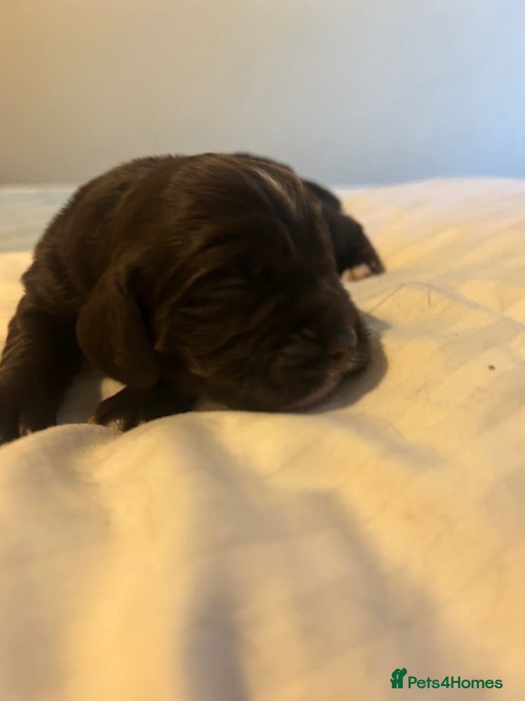 Cocker Spaniel dogs for sale: Working cocker spaniels for sale - Advert 7