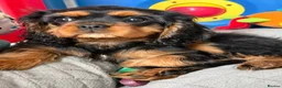 Cavalier King Charles Spaniel dogs for sale: Fully vaccinated KC Reg Black & Tan Girl  - Advert 4