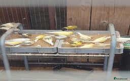 Canaries birds for sale: Canaries - Image 1