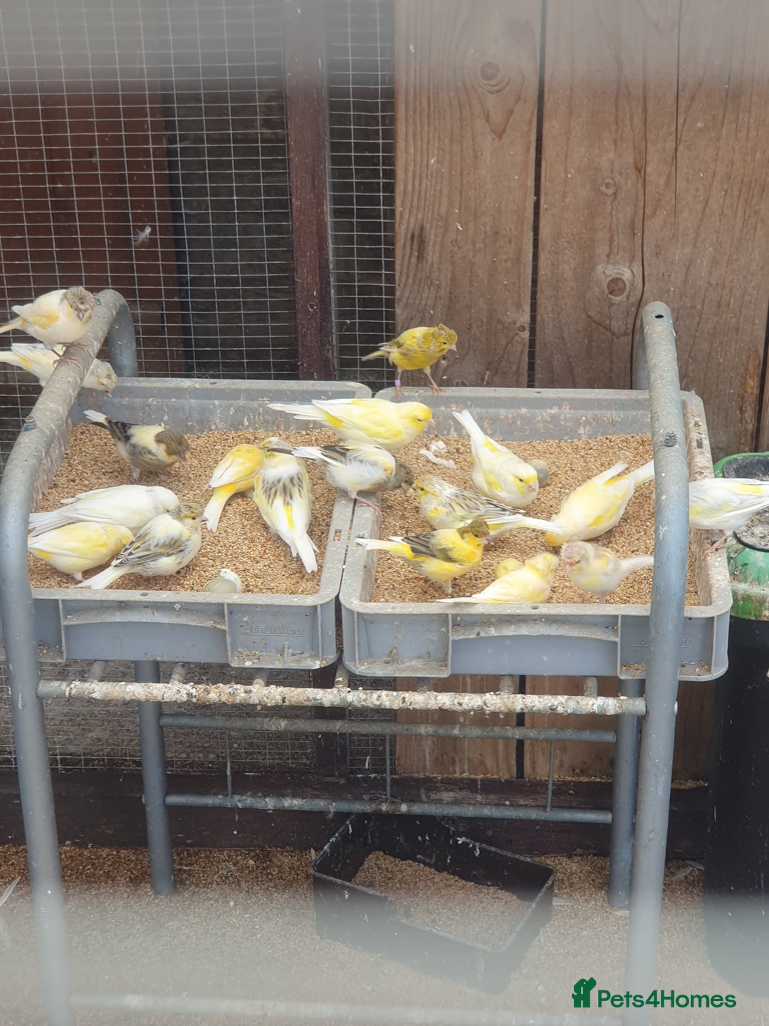 Canaries birds for sale: Canaries - Image 1