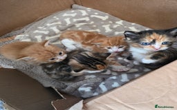 Mixed Breed cats for sale: One ginger boy and one tortie girl  - Image 2