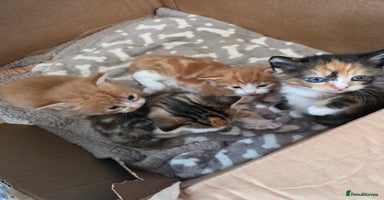 Mixed Breed cats - Advert 7