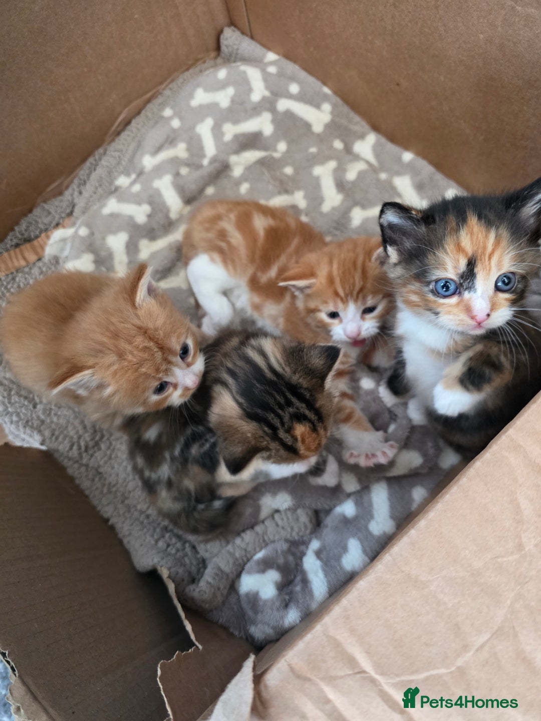 Mixed Breed cats for sale: One ginger boy and one tortie girl  - Image 2