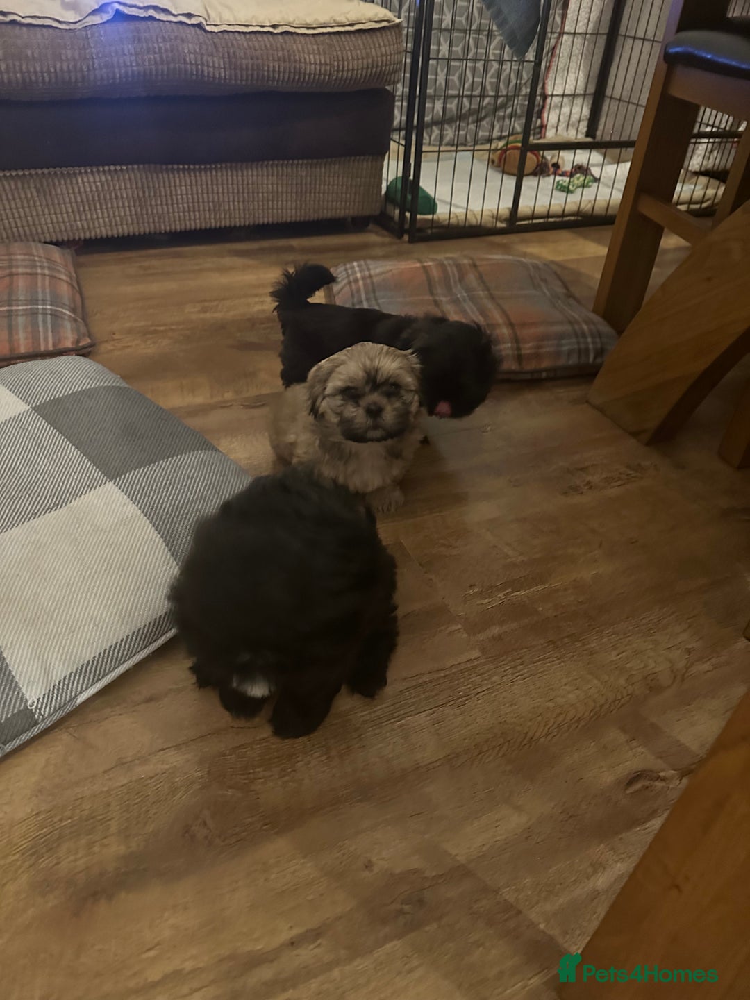 Shih Tzu dogs for sale: Shih Tzu puppies - Advert 1