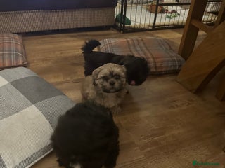 Shih Tzu dogs Shih Tzu puppies - Advert 8