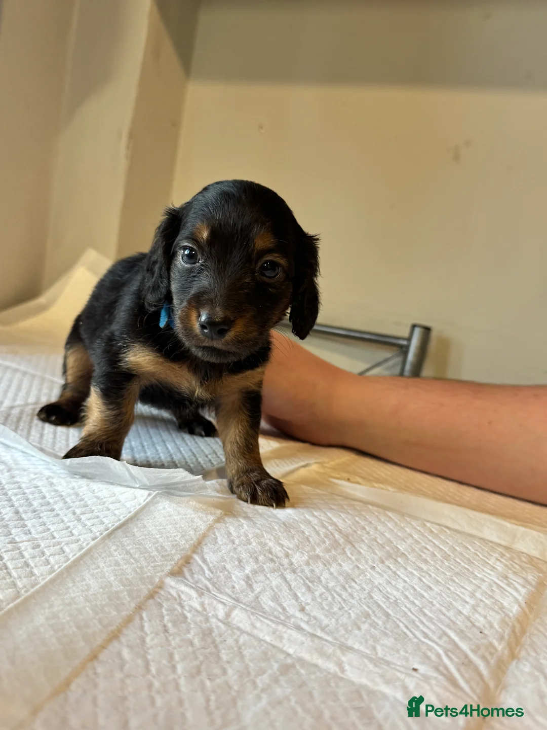 Doxiepoo dogs for sale: Doxiepoo pups  - Advert 7