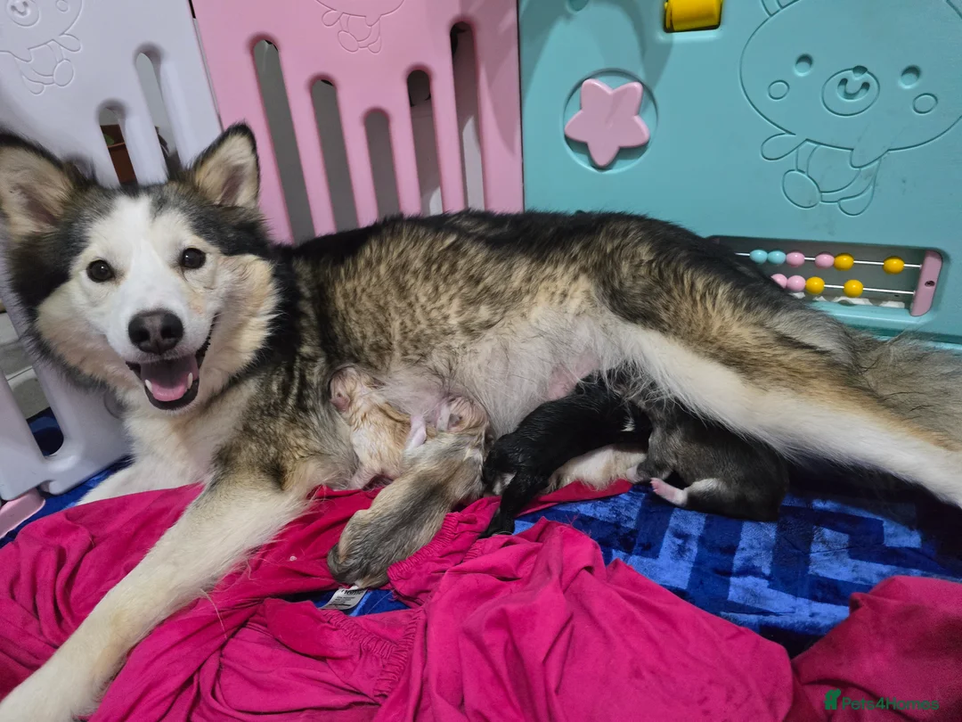 Alaskan Malamute dogs for sale: READY 2 female fluffy pups left - Advert 2