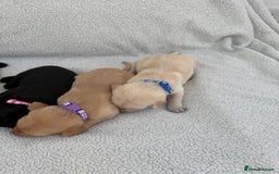 Labrador Retriever dogs for sale: Stunning Labrador Puppies - Image 2
