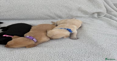 Labrador Retriever dogs - Advert 2