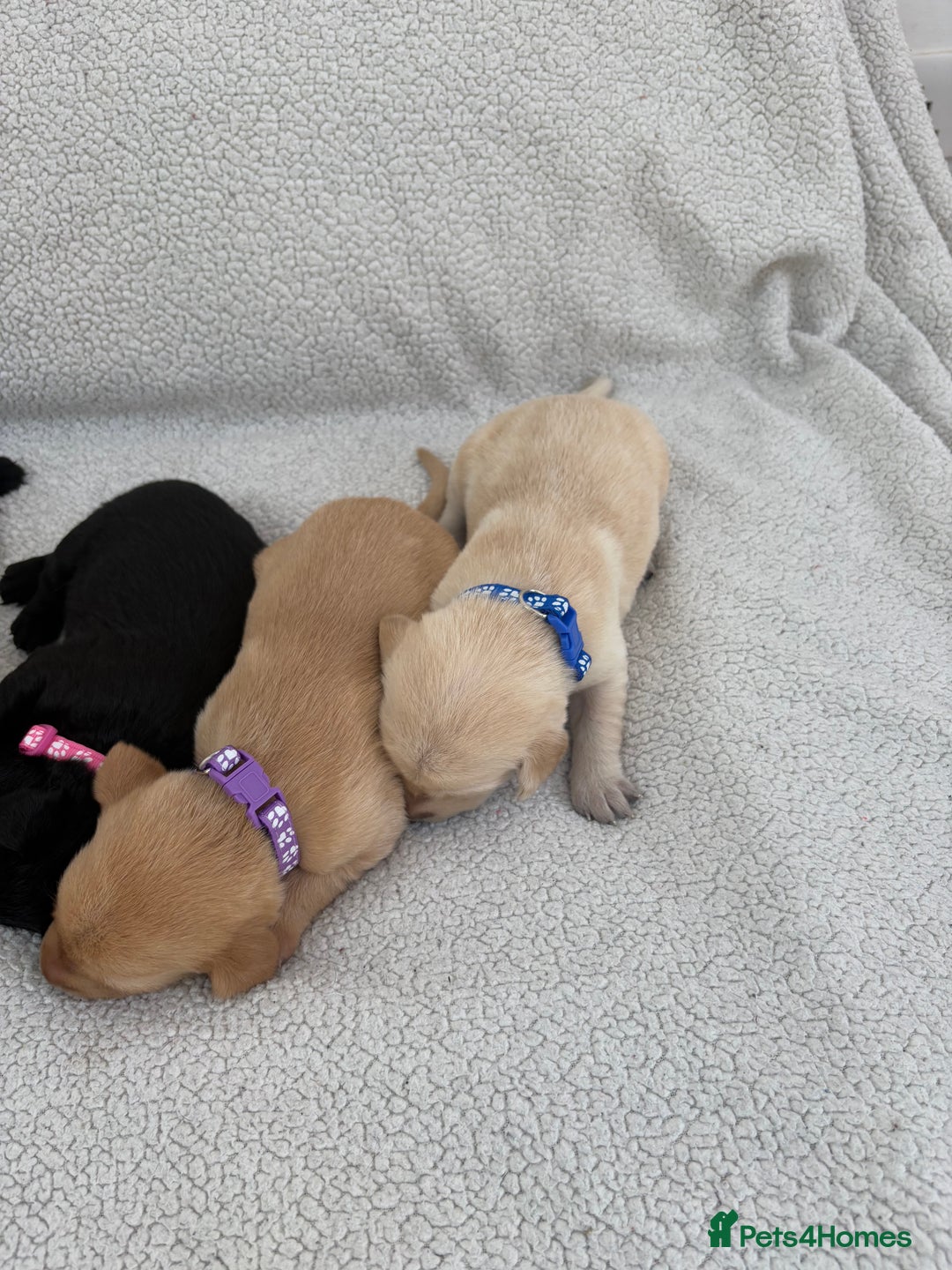 Labrador Retriever dogs for sale: Stunning Labrador Puppies - Image 2