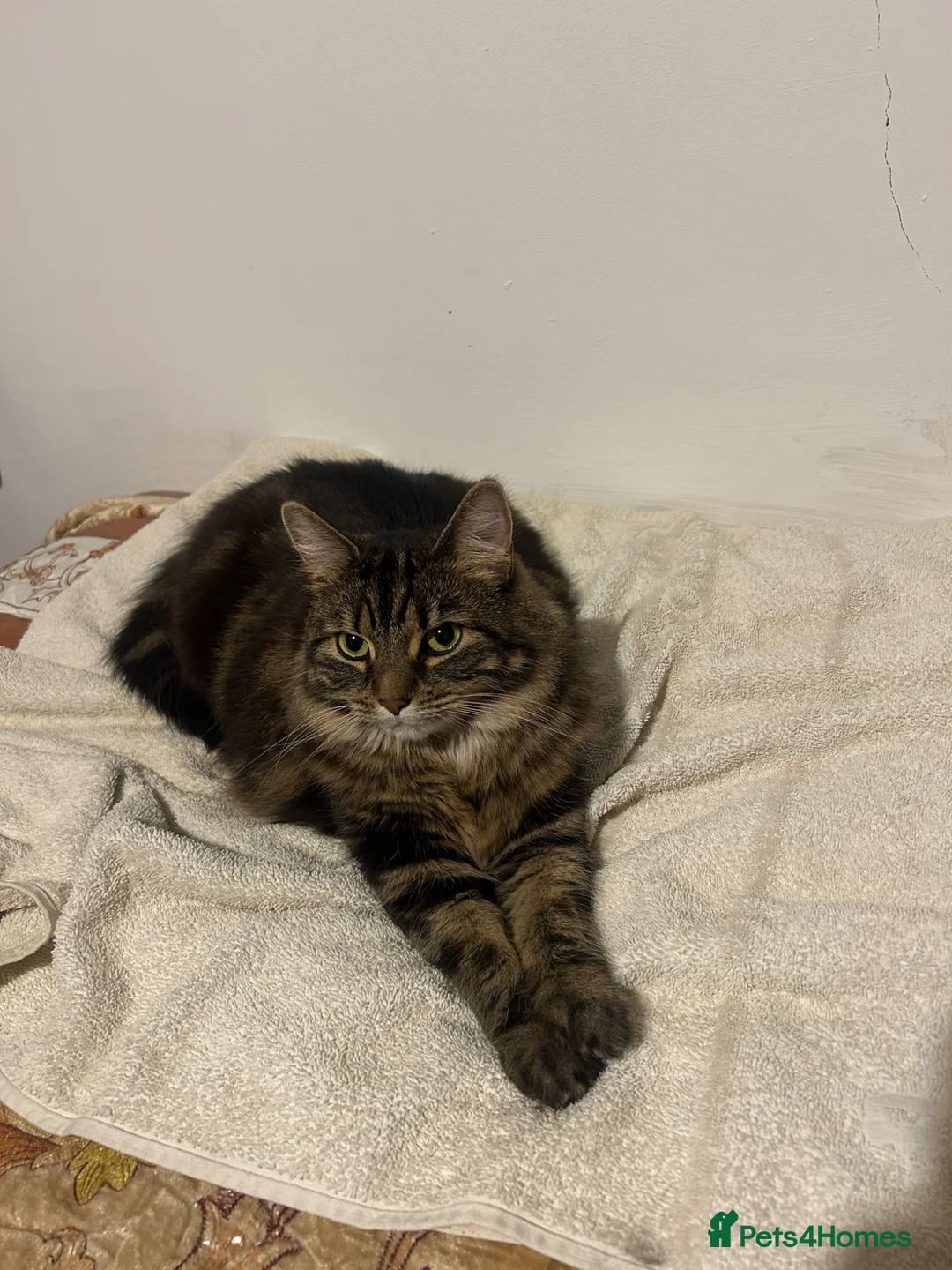 Mixed Breed cats for sale: Beautiful female cat for adoption in Hounslow - Advert 6