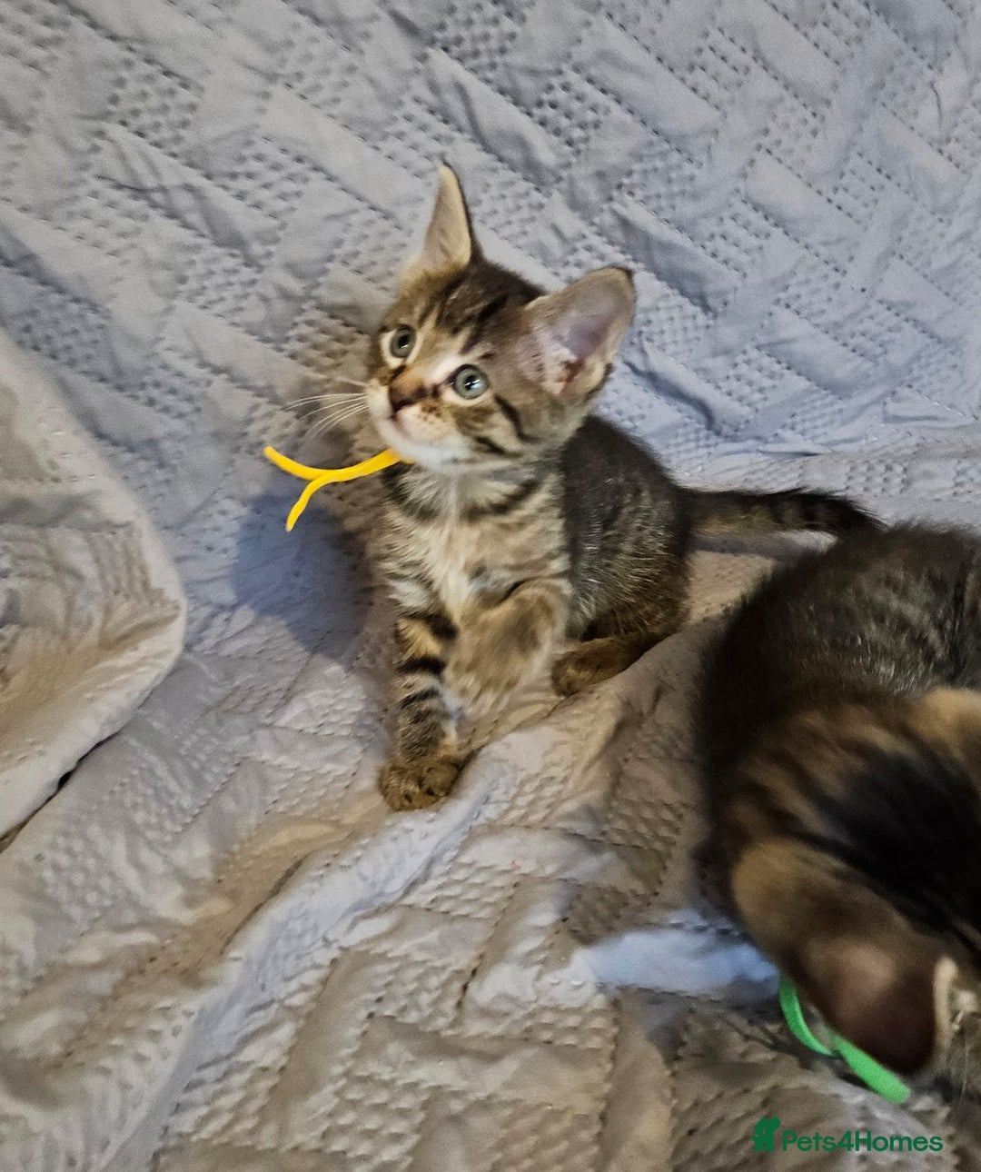 Russian Blue cats for sale: Mix Russian Blue and Maine Coon - Image 7