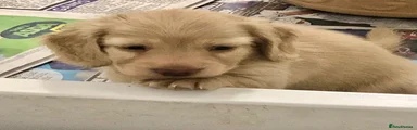 Miniature Dachshund 1