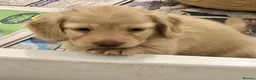 Miniature Dachshund dogs for sale: Miniature Longhaired cream dachshund  puppies - Advert 10