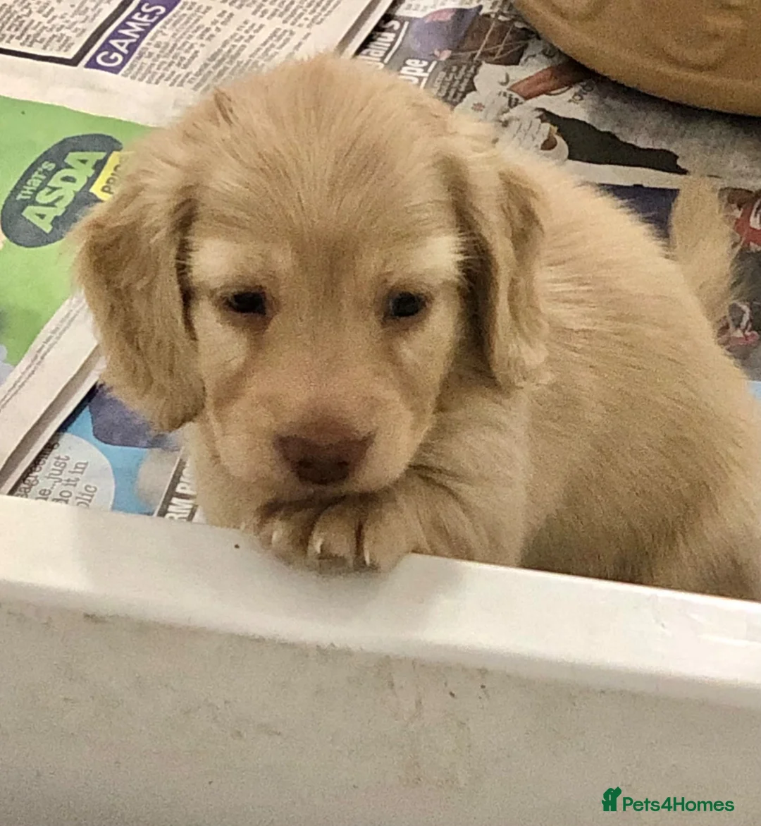 Miniature Dachshund dogs for sale: Miniature Longhaired cream dachshund  puppies - Advert 10