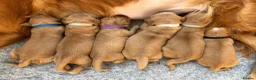 Golden Retriever dogs for sale: KC Red Coat Working Line Golden Retriever Puppies in Bath - Advert 4