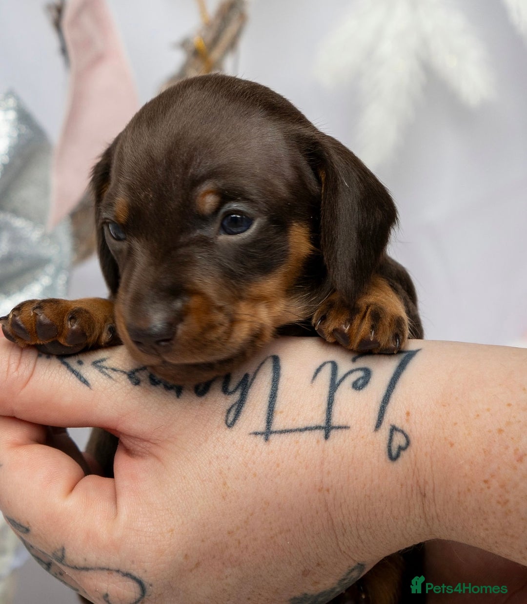 Miniature Dachshund dogs for sale: Chocolate and tan miniature dachshunds  - Advert 2