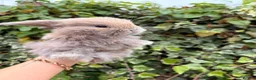 Mini Lop rabbits for sale: Mini lop babies and adults  - Advert 11