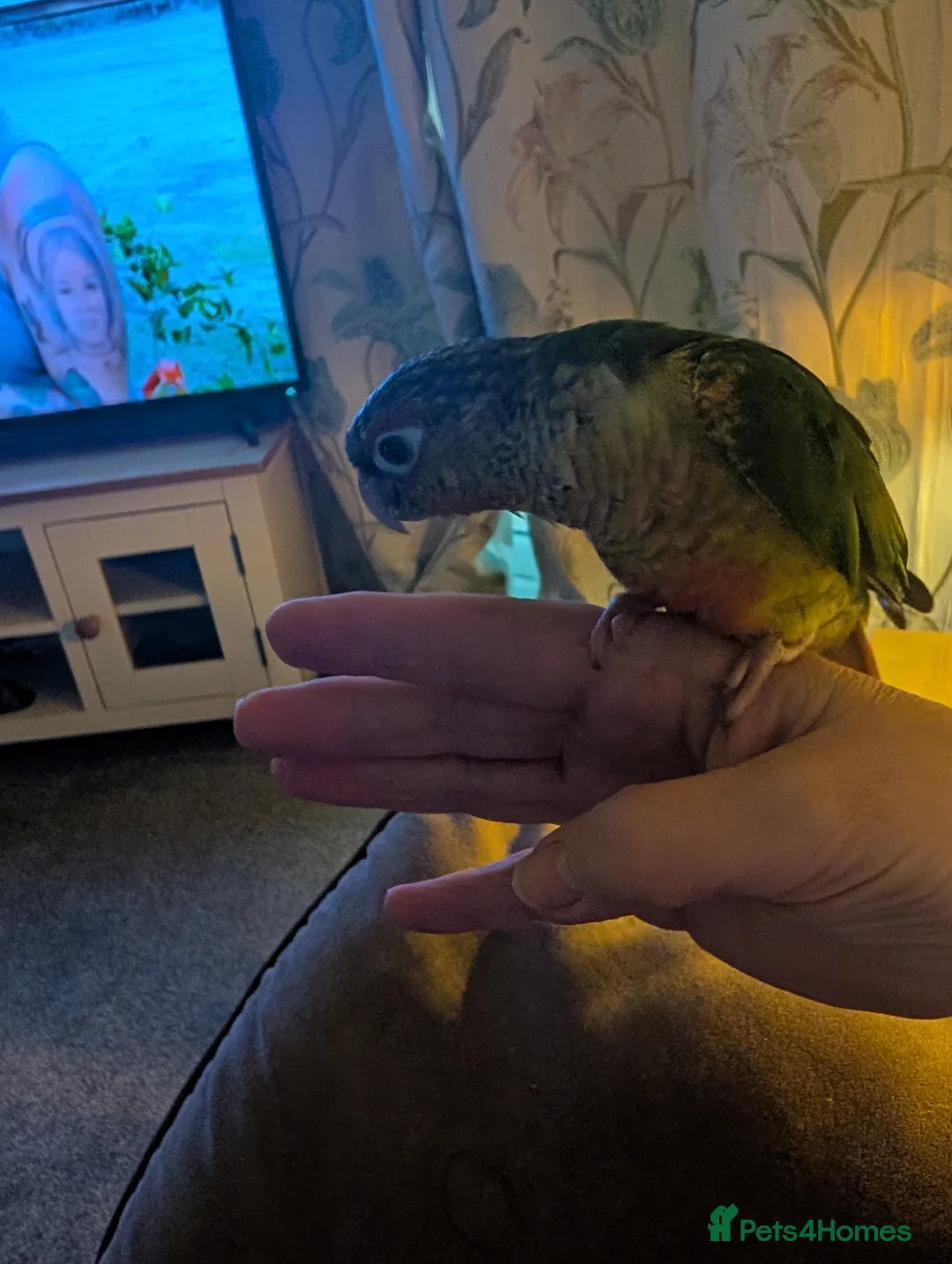 Conures birds for sale: Female pineapple conure - Advert 2