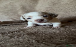 Chiweenie dogs for sale: 2 Male Puppies - Advert 6