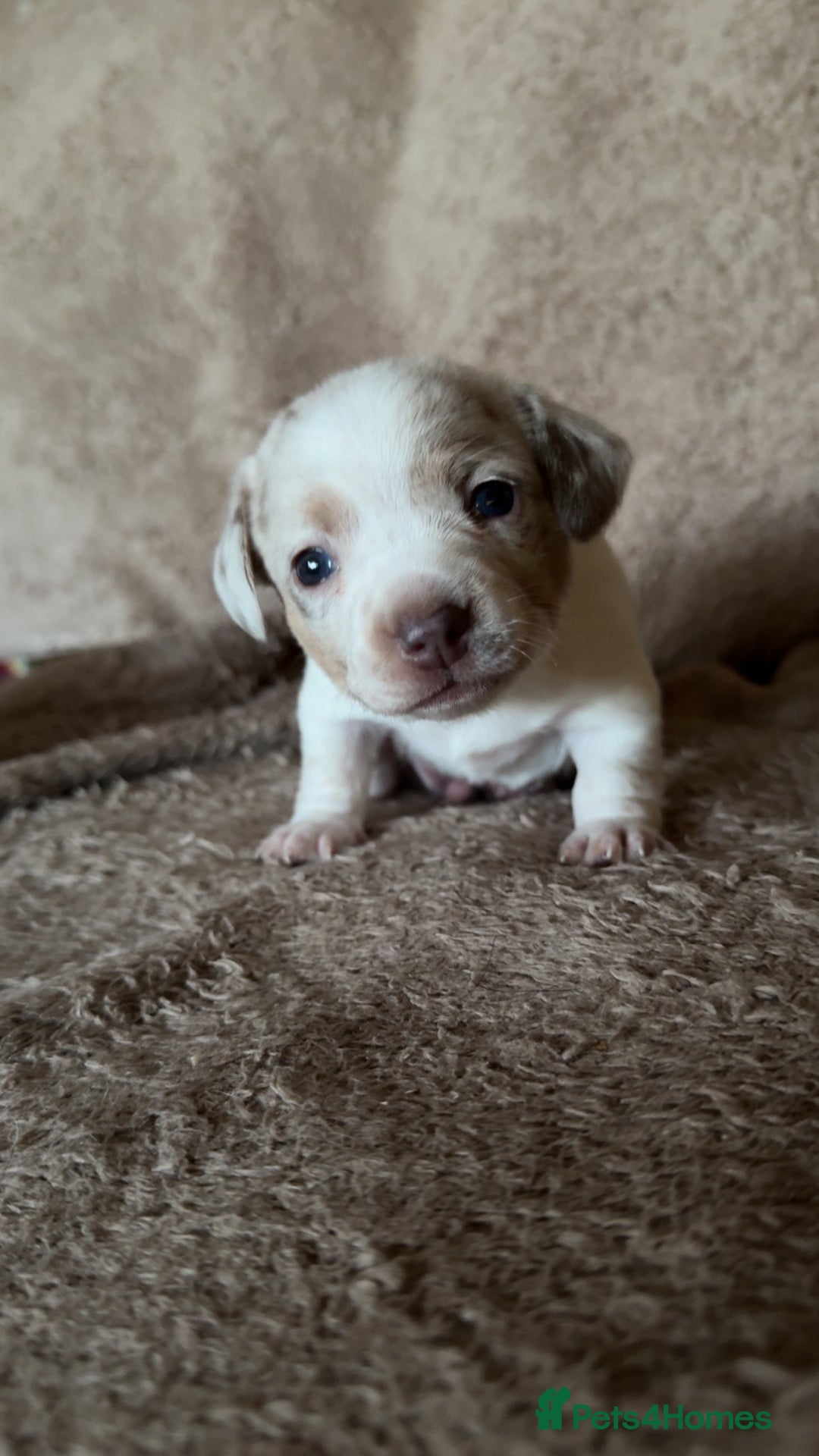 Chiweenie dogs for sale: 2 Male Puppies - Advert 6