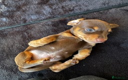 Miniature Dachshund dogs for sale: Chocolate & Tan Miniature Daschund Boy - Image 4