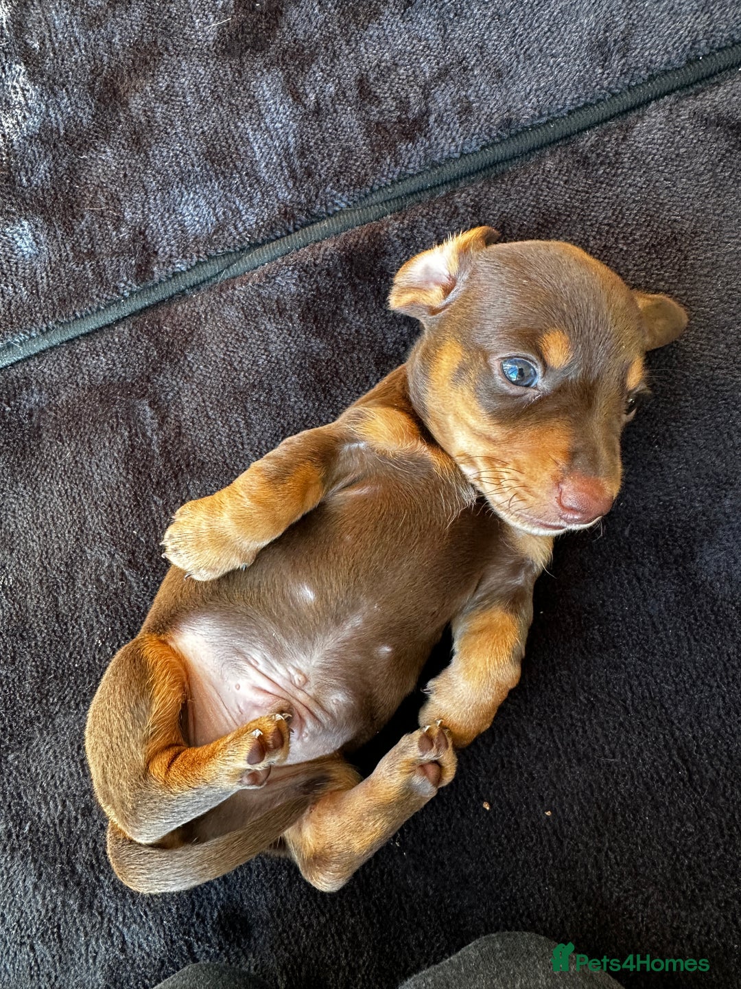 Miniature Dachshund dogs for sale: Chocolate & Tan Miniature Daschund Boy - Image 4