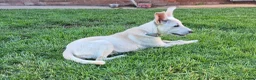 Mixed Breed dogs for sale: Mabel is 5 months old  - Advert 3