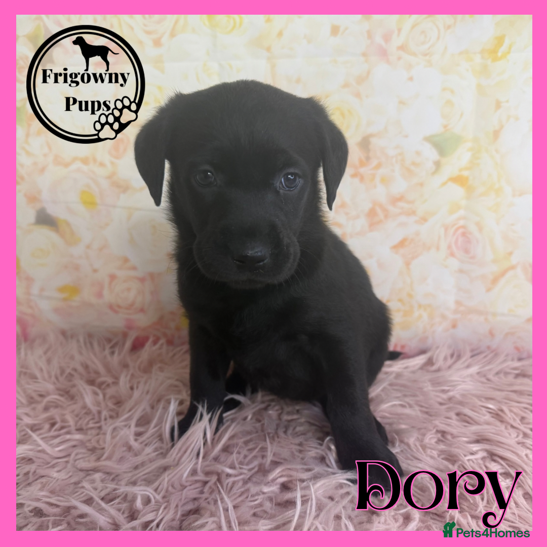 Labrador Retriever dogs for sale: 🖤 Dolly the Black Labrador Girl 🖤 in Market Rasen - Image 14