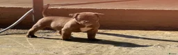 American Bully dogs for sale: ABKC REGISTERED Pocket bullz - Advert 4