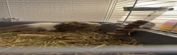 Guinea Pig rodents for sale: 2 beautiful male guinea pigs for sale  - Advert 4