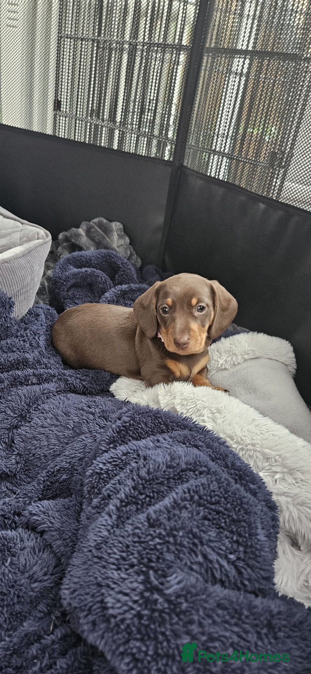 Dachshund dogs for sale: Chocolate and tan miniature dachshunds  - Advert 4