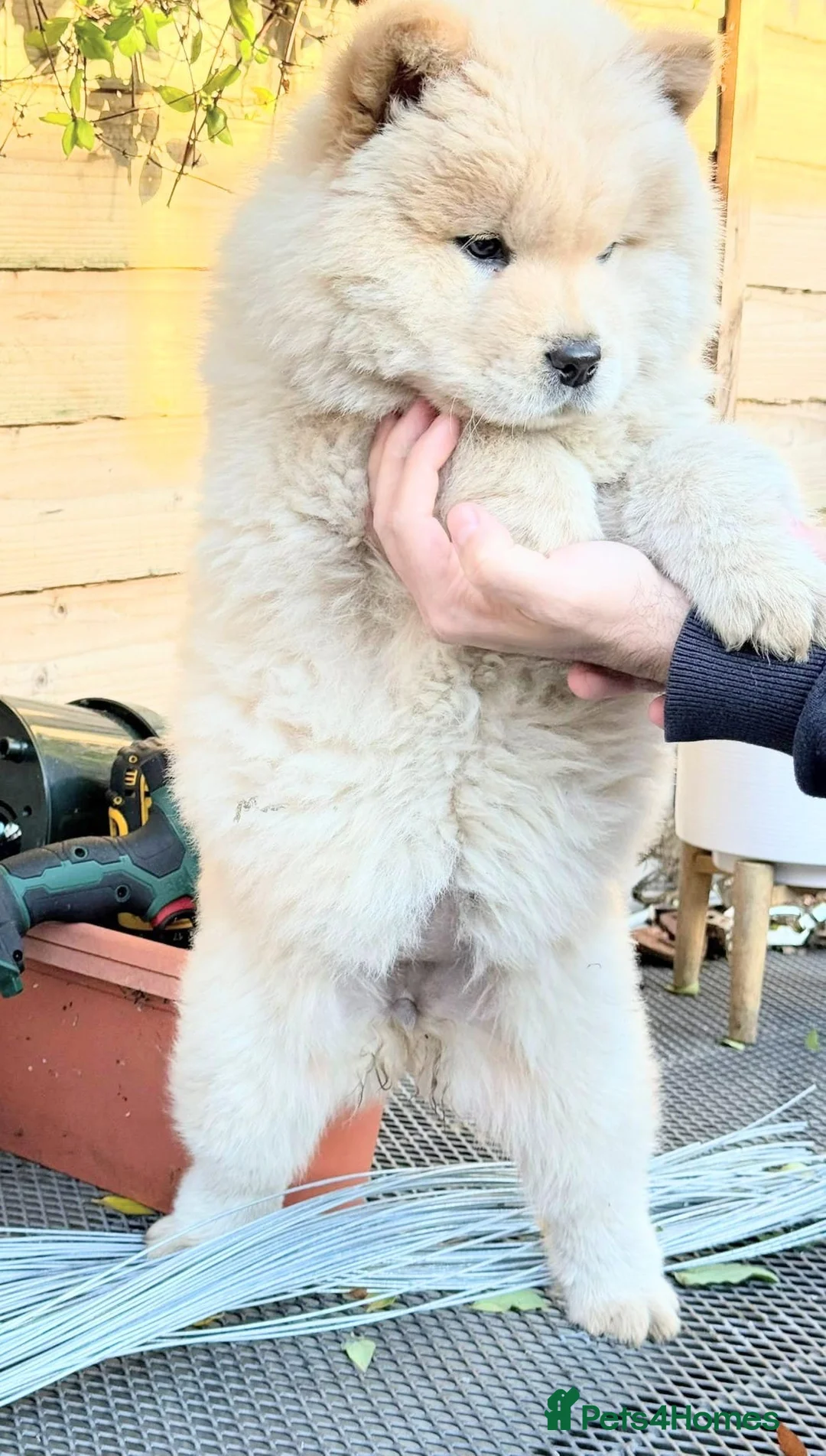 Chow Chow dogs for sale: Chow chow  - Advert 5