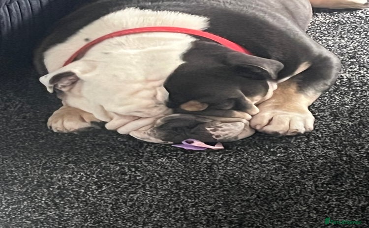 English Bulldog dogs - Advert 1