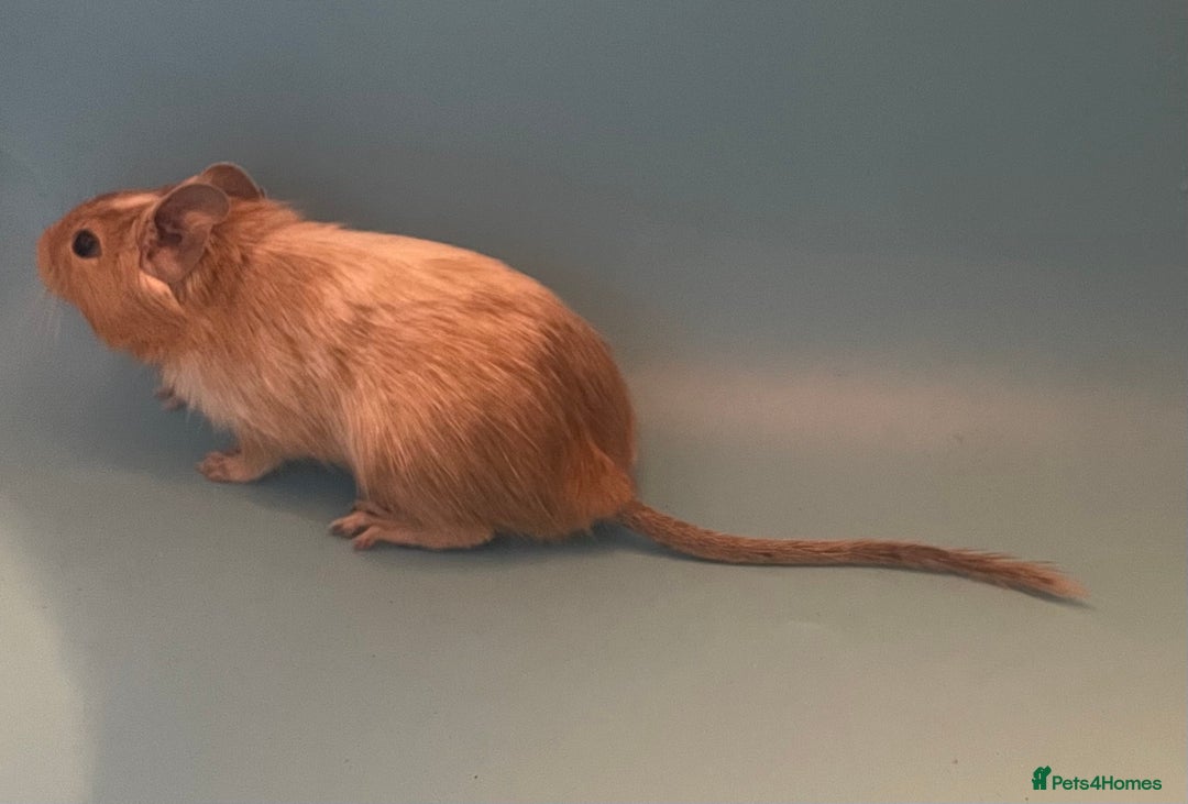 Degus rodents for sale: Baby degus - Advert 4