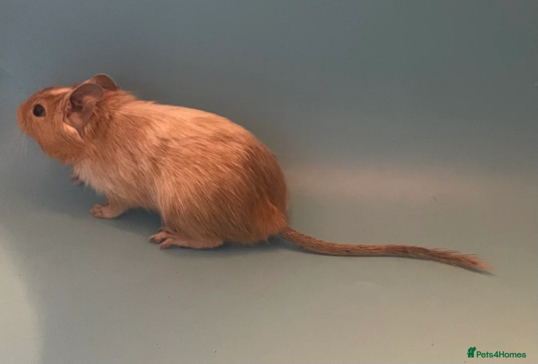 Degus rodents for sale: Baby degus - Advert 5