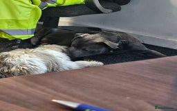 Staffordshire Bull Terrier dogs for stud: Stunning blue staffy for 1st time stud - Image 10