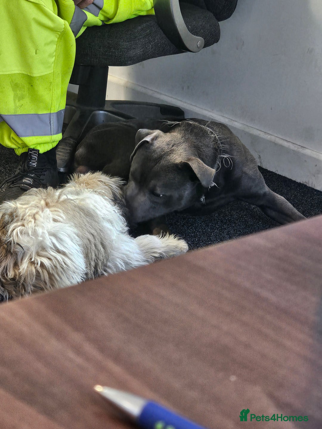 Staffordshire Bull Terrier dogs for stud: Stunning blue staffy for 1st time stud - Image 10