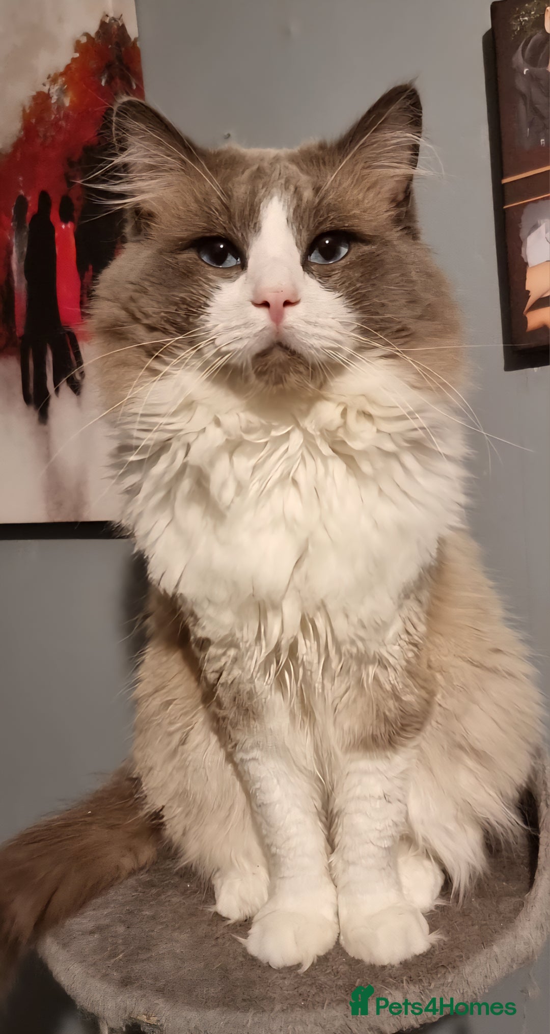 Ragdoll cats for sale: Beautiful Ragdoll Kittens (chocolate point girl) - Advert 3