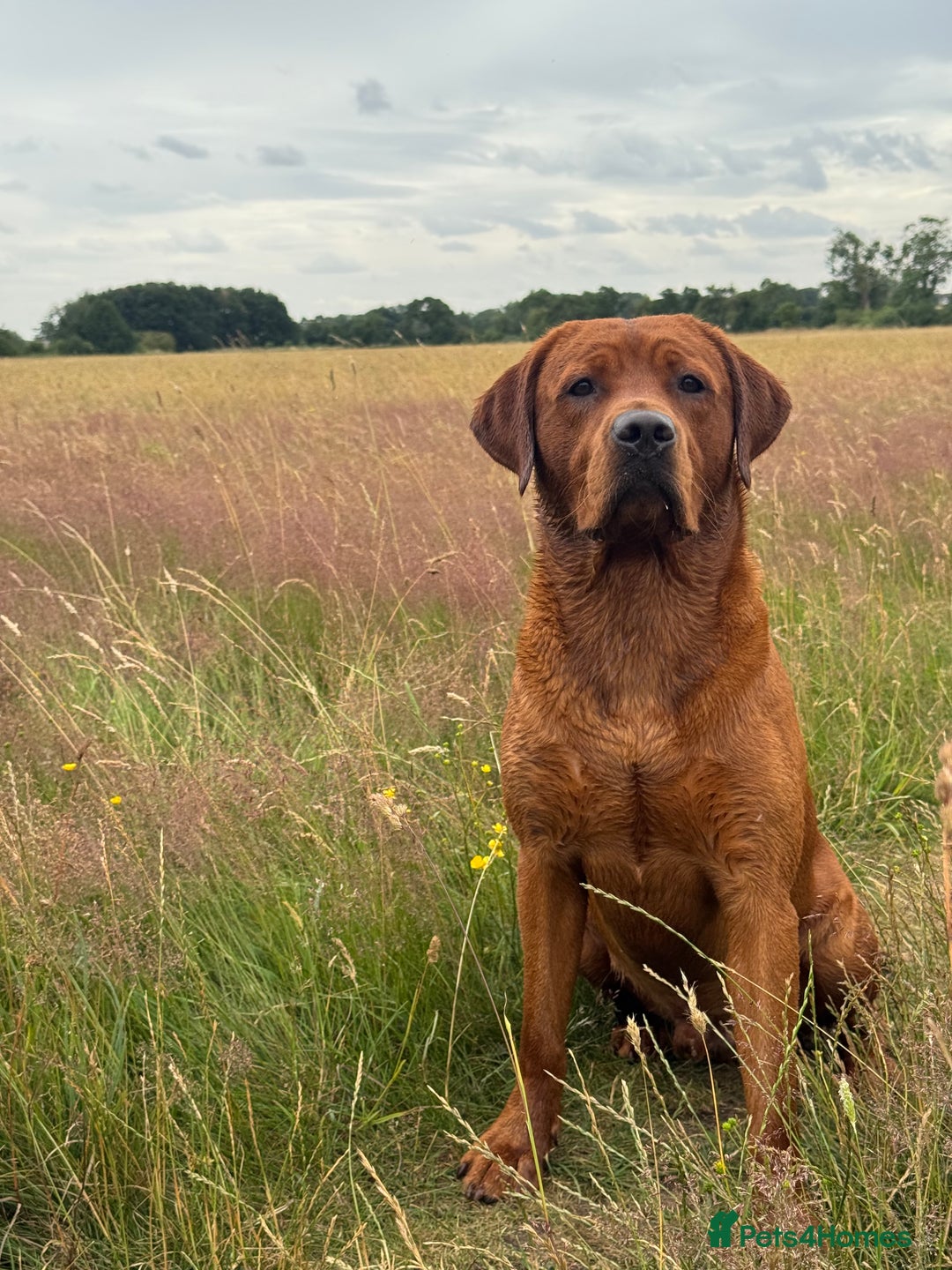 Labrador Retriever dogs for stud: Labrador Stud Sam with the perfect 0’s.  - Advert 10