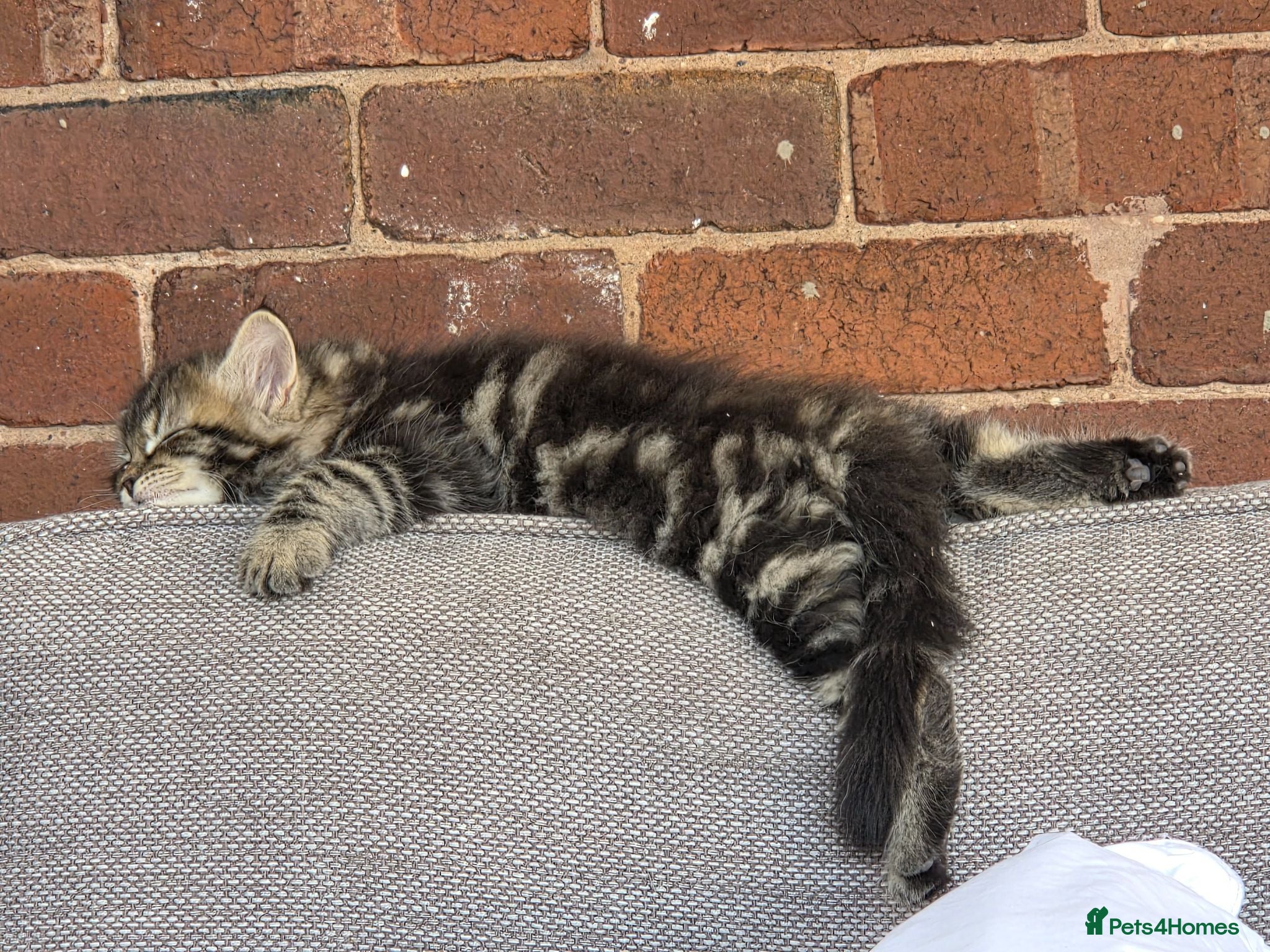 Ragdoll cats  kittens! - Advert 1
